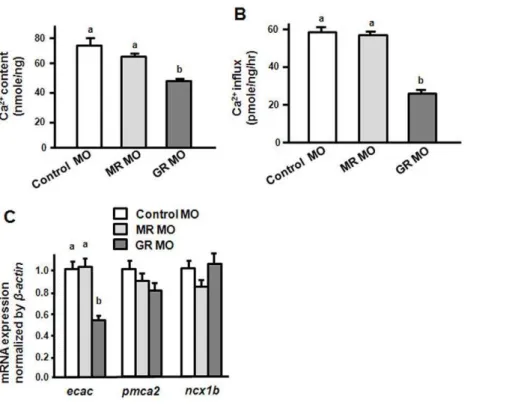 Figure 7. Effects of MR MO and GR MO on ecac -expressing cells in 3-dpf zebrafish embryos