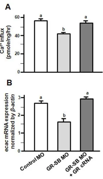 Figure 9. Effects of GR cRNA on GR-SB MO-injected zebrafish embryos. Ca 2+ influx (A) and ecac mRNA expression (B) were also analyzed in 3-dpf zebrafish embryos injected with GR-SB MO or GR-SB MO with GR cRNA