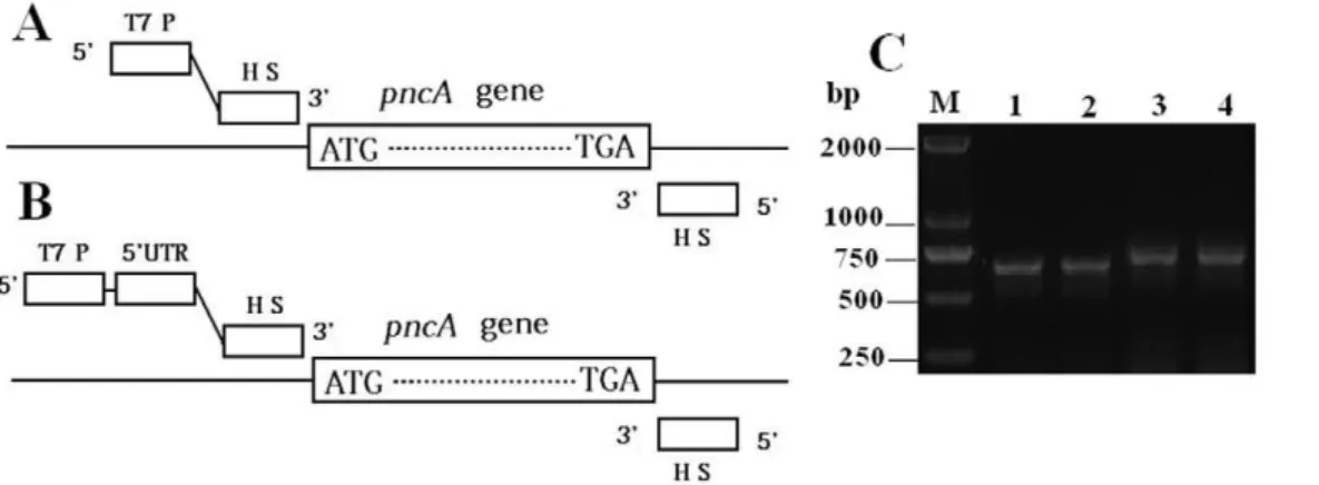 Fig. 2A and 2B show a comparison of PZase activities of M.
