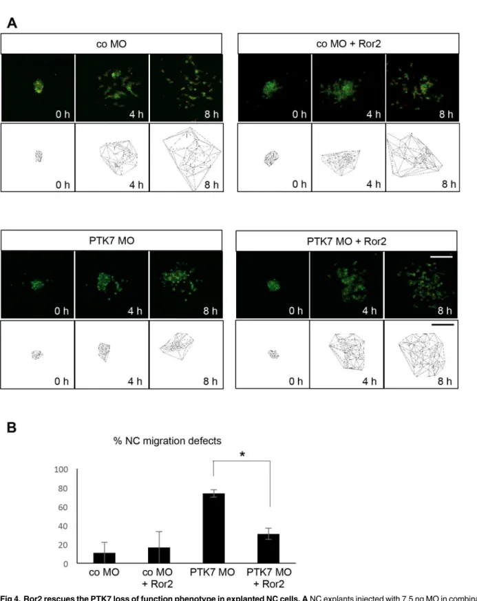 Fig 4. Ror2 rescues the PTK7 loss of function phenotype in explanted NC cells. A NC explants injected with 7.5 ng MO in combination with 50 pg mGFP RNA, 250 pg H2B-mcherry and 150 pg Ror2 RNA
