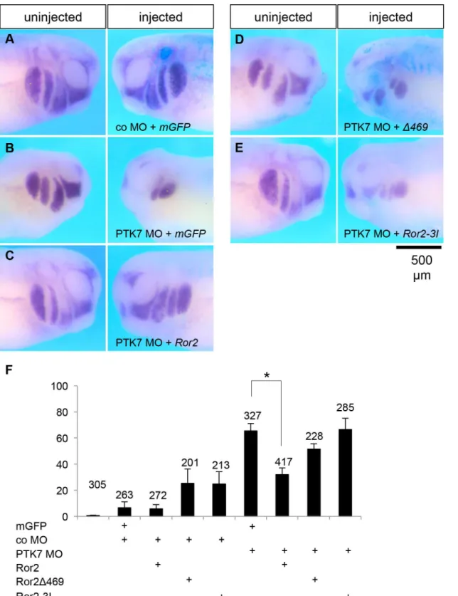 Fig 5. The kinase domain of Ror2 is required to rescue the NC migration defect in PTK7 morphant embryos