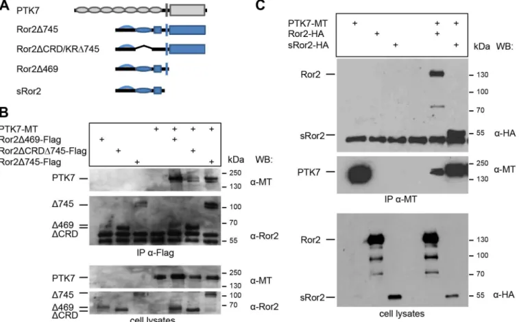 Fig 2. The intracellular domain and the CRD domain of Ror2 are not required for PTK7/Ror2 interaction