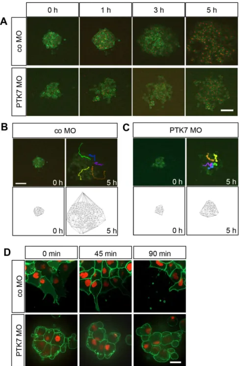Fig 3. Loss of function of PTK7 affects NC cell shape and inhibits migration of explanted NC