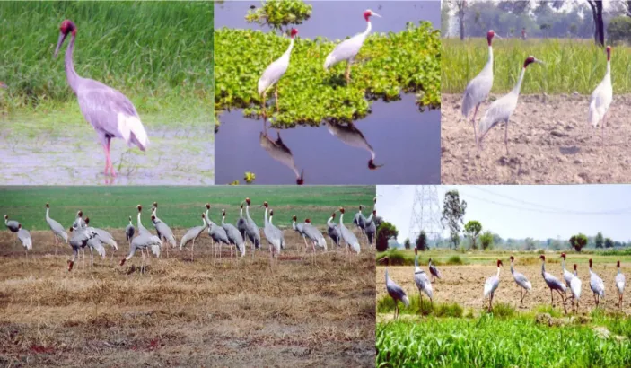 Figure 2. Clockwise from left: solo, pair, family, group and congregation of sarus crane (Grus antigone)                    showing distinct social organization within the population (Photo courtesy: UP Forest Department)