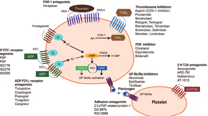 Fig. 2. Antiplatelet agents currently available or under development [9,10]. PAR, protease-activated receptor; TXA, thrombox- thrombox-ane; COX-1, cyclooxygenase-1; PDE, phosphodiesterase; AC, adenylyl cyclase; ADP, adenosine diphosphate; cAMP, cyclic  ade