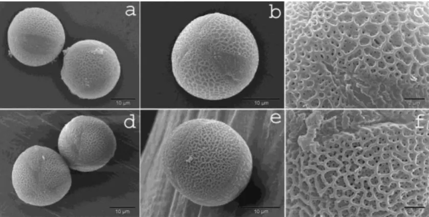 Figure 2. SEM micrographs of Stachys iva Griseb. (a, b, c) and S. horvaticii (d, e, f) pollen