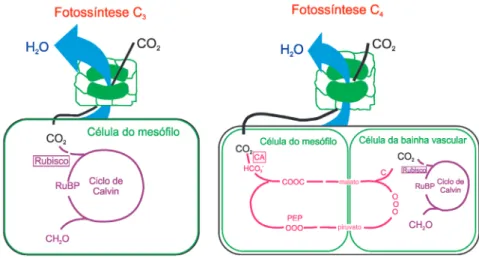 Figura 11. Desenho esquemático das reações envolvidas nos tipos C 3  e C 4  de fotossíntese  em nível celular