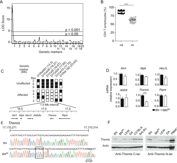 Figure 5. BN m rats carry a disrupted Themis gene. (A) Genome scan for loci controlling the percentage of CD4 T cells in the blood of 44 (BN m 6 DA)6 BN m rats