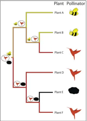 Fig 1. Phylogeny of a hypothetical genus of plants with pollination states of either “ bees ” ,