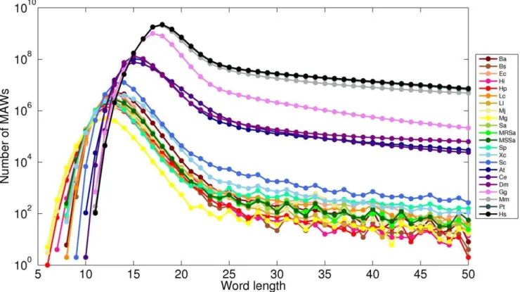 Figure 1. Number of minimal absent words in genomic sequences:. Distributions of the number of minimal absent words (MAWs) in the genomes of selected organisms for word length up to 50.
