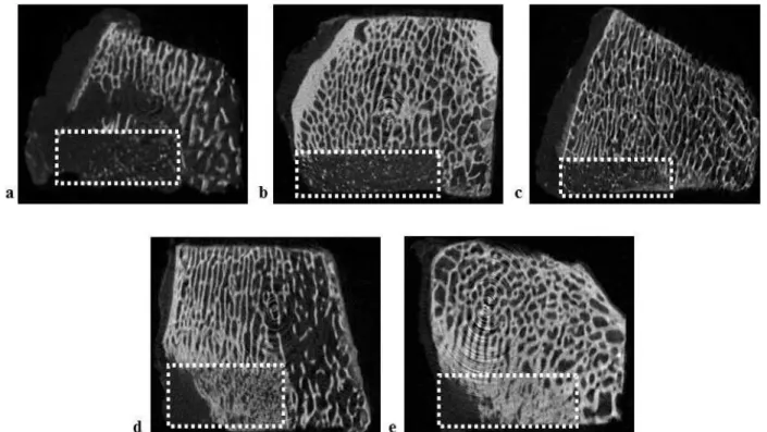 Table 4. The porosity and pore size of the scaffold  material within the bone defect of a sheep at 2 weeks.