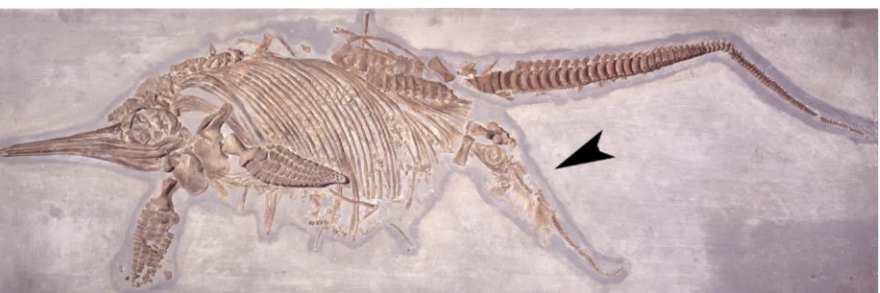 Figura 2. O ictiossauro Stenopterygius (c. 2 m), preservado junto com filhote (indicado pela seta)