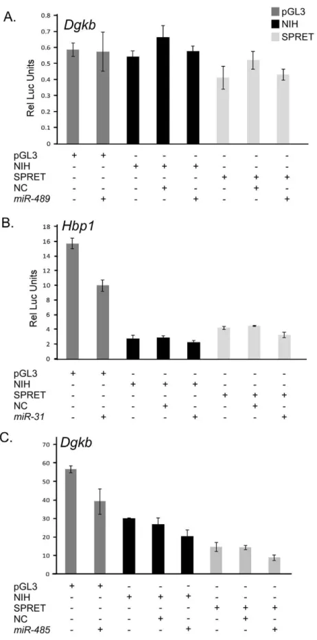 Figure 2. microRNA effect on luciferase expression. Representative experiments showing no effect of miRNA on luciferase expression and similar effects of the miRNA on both isoforms are shown