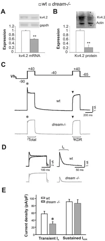 Fig. 1E). Furthermore, this effect appeared to be specific for the I A as I KDR in dream 2 / 2 neurons did not differ from that in wt neurons