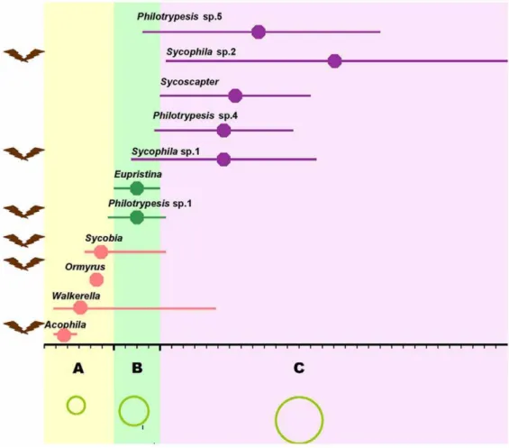 Figure 1. The oviposition timing of fig wasps in Ficus benjamina . A, B and C with different ground colors indicate the three different syconia development phases: pre-female phase (Yellow A, ,6 days), female phase (Green B, ,4 days), and interfloral phase