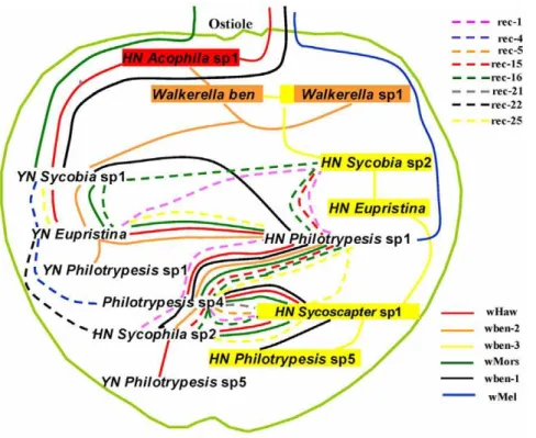 Table S1 Summarization on the observations of some ecological and biological characters on the fig wasps associated with Ficus benjamina.