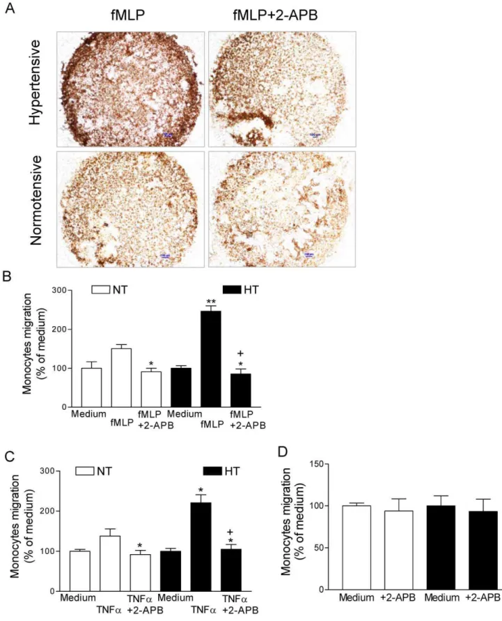 Figure 1. Increased fMLP-induced migration of monocytes from patients with essential hypertension