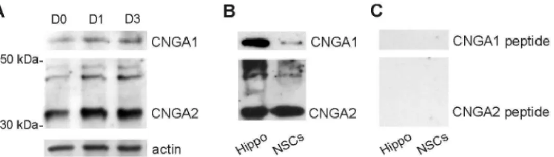 Figure 2.    Western immunoblots showing CNG A protein expression in hippocampal NSCs