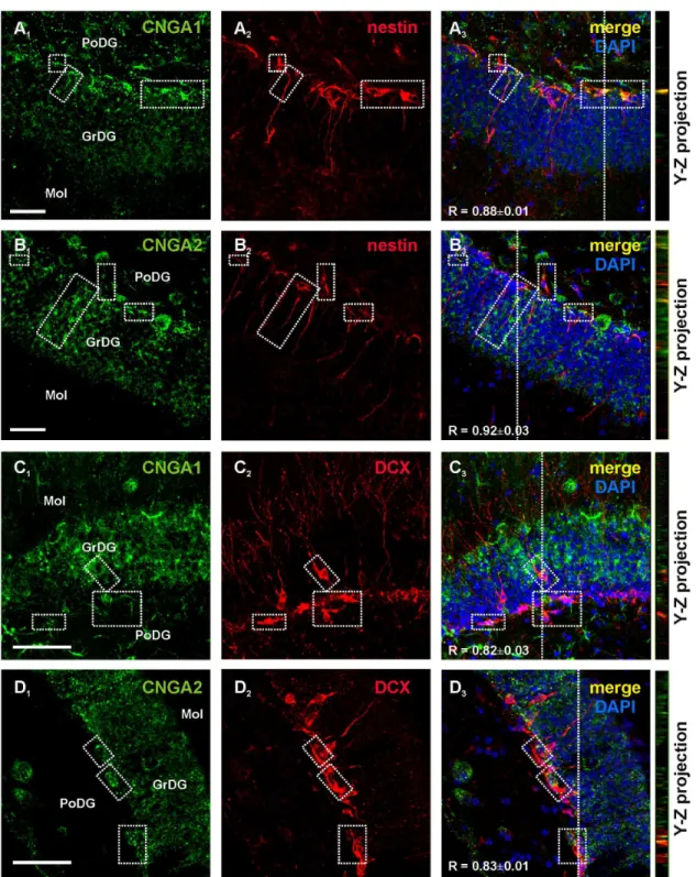 Figure 3.  CNG A subunit expression in the hippocampal neurogenic region of the adult mouse brain