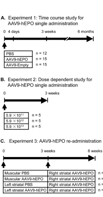 Figure 1. Experimental design. The timing and experimental groups are schematically illustrated for each experiment in the study