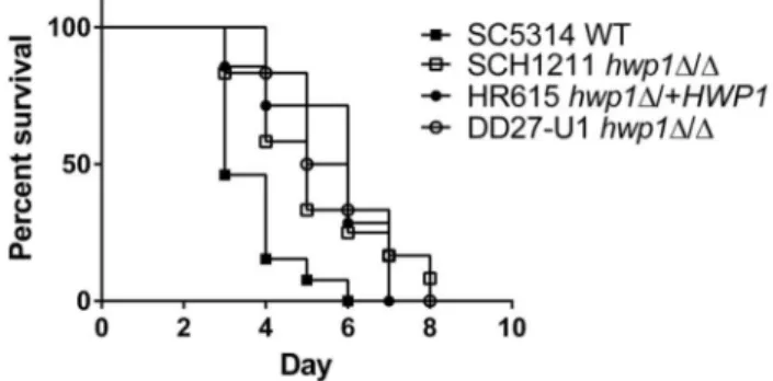 Figure 2.  The  hwp1 SCH1211 null strain retains virulence in wild type and Tgm2 -/-  mice