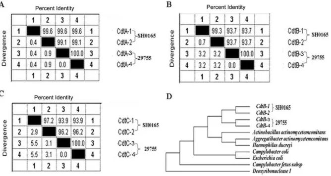 Figure 1. Phylogenetic analysis of two Cdts in the strain SH0165 and 29755 on the basis of the ClustalW method in Lasergene software (DNASTAR)
