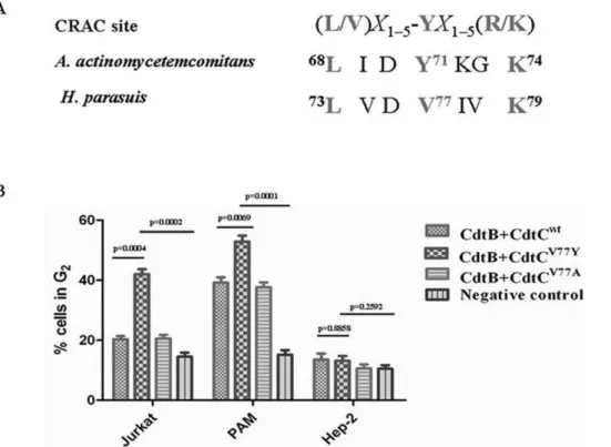 Figure 5. Structural alignment and assessment of CRAC site mutants in CdtC subunits for their ability to induce G 2 arrest
