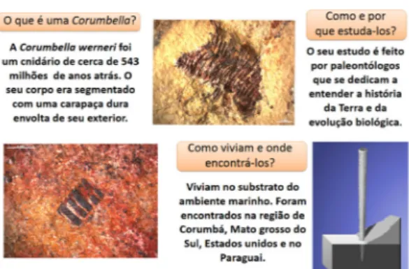 Figura 4. Cartaz informativo com informações  paleobiológicas sobre o metazuário Corumbella  werneri, cnidarea, scyphozoa