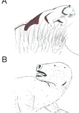Figura 8: Explorando o quadrinho “Gigantes de um passado  não muito distante”:  (A)Representação lúdica de  um tigre-dente-de-sabre; (B) Representação lúdica  de um filhote de preguiça gigante
