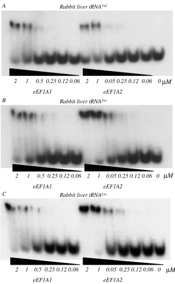Fig. 1. The stability test for ternary complexes of tRNAs with eEF1A1*GDP and eEF1A2*GDP: A – Radioautograph of  electro-phoregram of eEF1A1*GDP*tRNA Val  and eEF1A2*GDP*tRNA Val complexes at eEF1A1/eEF1A2 concentration range from 2 µM to 0.06  µM, in non-