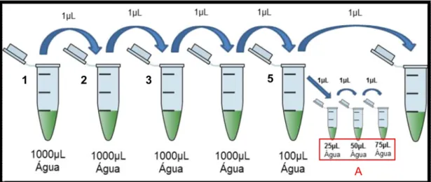 Figura 1. Representação da diluição seriada utilizado no estudo. 
