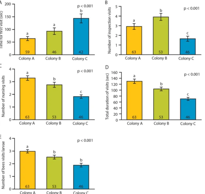 Fig 5. Effect of adult worker genetic background on nursing behavior. Bees from three genetically different colonies were studied