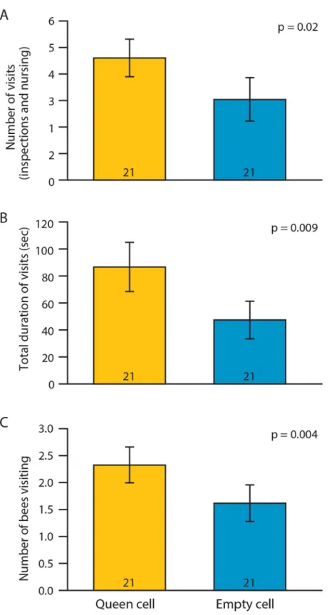 Fig 2. Worker response to a queen cell with only larva vs. a queen cell with royal jelly