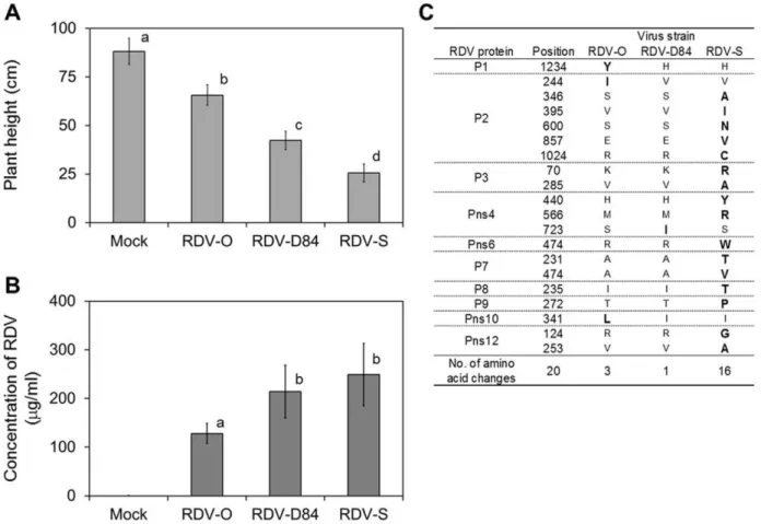 Figure 1. Characterization of three RDV strains. A): Heights of plants infected with three RDV strains at 40 dpi