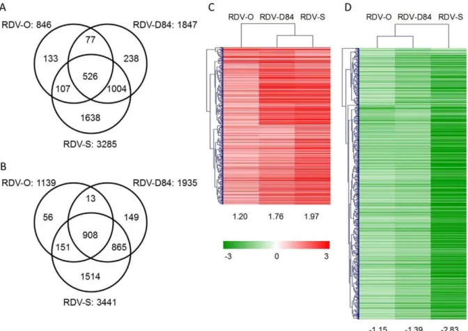 Figure 2. Numbers of specific and common differentially expressed genes (DEGs), and hierarchical clustering of common DEGs among plants infected with three RDV strains