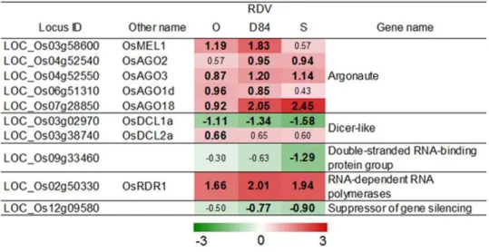 Figure 4. Response of genes related to JA synthesis and signaling processes to RDV infection