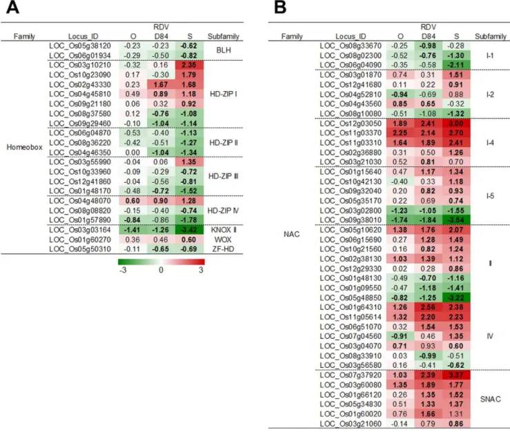 Figure 8. Response of genes related to auxin synthesis and signaling processes to RDV infection