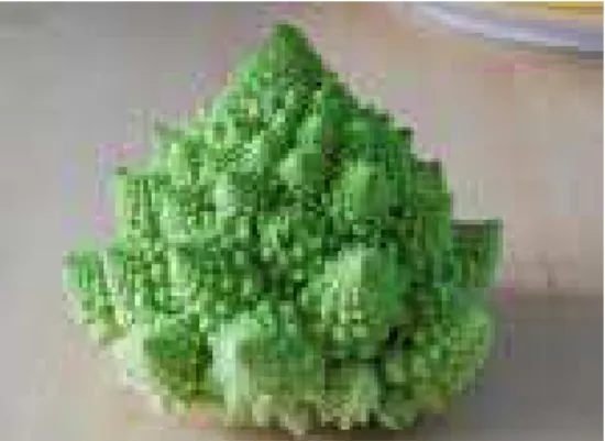 Figure 6:  Example of Cauliflower Fractal Showing the Self similarity