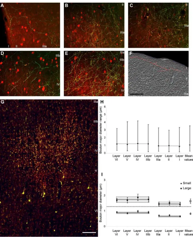 Figure 9. Thalamo-cortical terminations in different layers of the prefrontal cortex. Most thalamo-cortical terminals in the superficial layers are CB+, whereas in the middle-deep layers most are PV+