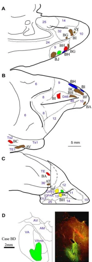 Figure 12. Composite of cortical and thalamic injection sites. Cortical injection sites shown on the A, medial, B, lateral, and C, basal surfaces of the brain of the rhesus monkey