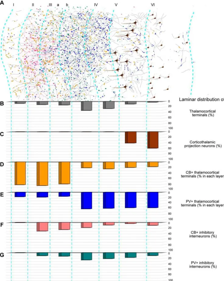 Figure 7. Summary of thalamo-cortical terminals from the ventral anterior nucleus within laminar microenvironments in the prefrontal cortex.