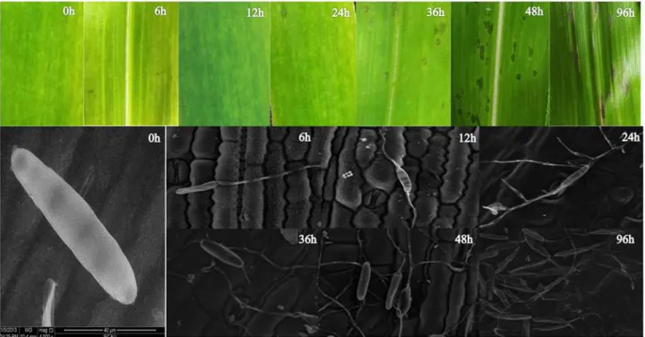 Fig 1. Defining the stages of maize leaf development in response to B. zeicola and observation of the successive stages of infection by B