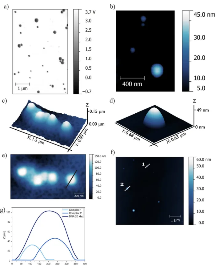 Fig 8. AFM topography of lipoplexes based on C12 (p/n = 6) and DNA (20 kbp). (a) Phase image of lipoplexes, (b) topography image of lipoplexes, (c) 3D topography of DNA reference solution (20 kbp), (d) 3D topography of complex, (e) AFM topography of DNA wi