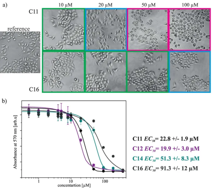 Fig 10. Results of cytotoxicity tests. Selected images of HeLa cells without any treatment (reference sample) and after exposure to solutions of gemini surfactants (C11 and C16), at different concentrations