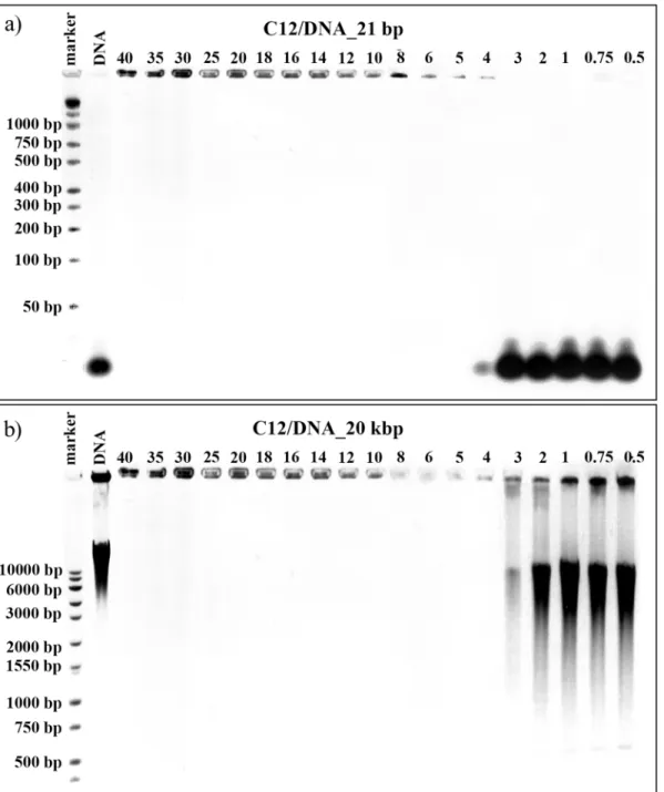 Fig 2. Agarose gel electrophoresis results. Images obtained for lipoplexes based on C12 gemini surfactant and duplex DNA consisting of 21 bp (a) and for lipoplexes based on C12 gemini surfactant and high-molecular-weight salmon-sperm DNA consisting of 20 k