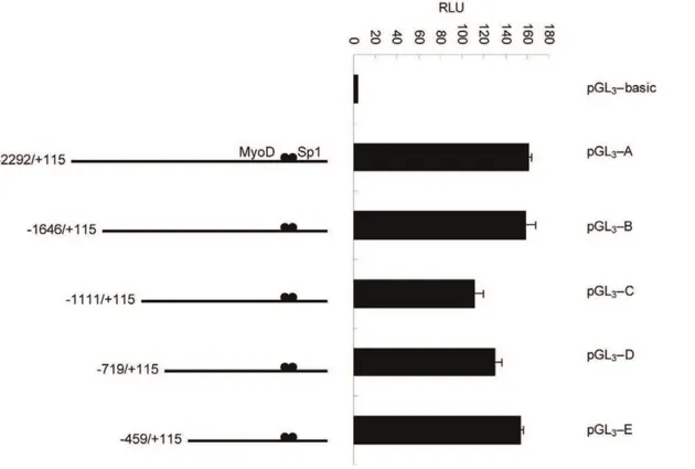Figure 7. The first deletion analysis of the promoter of the mouse CRABP2 gene in C2C12 cells