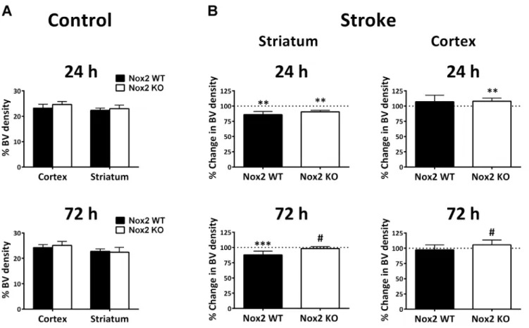 Figure S1 Change in cerebral blood flow (CBF) during stroke induction. Change in CBF for Nox2 WT and Nox2 KO mice was recorded using laser Doppler flowmetry for 6 h (A;