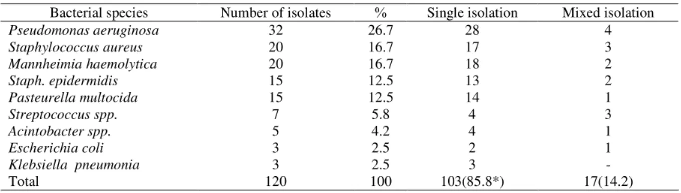Table 4: Bacterial species isolates from ear canal in sheep. 