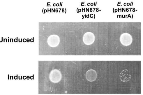 Figure 1. Effect of yidC antisense expression on growth of E. coli . E. coli DH5a harbouring pHN678 (negative control for antisense expression), pHN678-yidC or pHN678-murA (positive control for antisense expression) were cultured in LB broth supplemented w