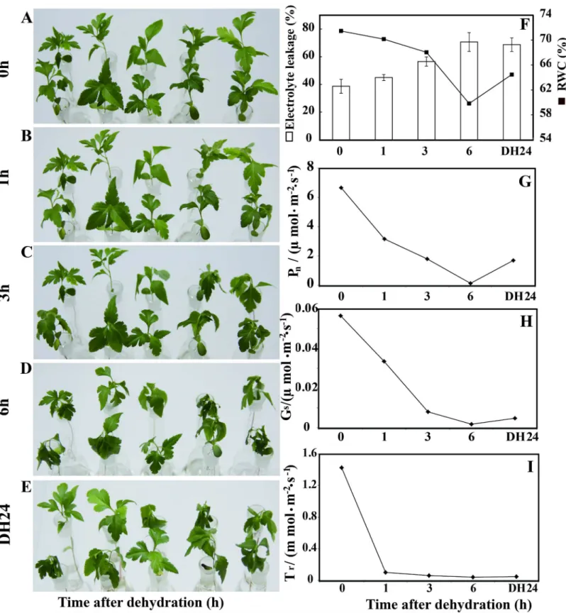 Fig 1. Time-course fresh water loss of Pyrus betulaefolia seedling during dehydration for 0, 1, 3 and 6 h in an ambient environment at 26°C, followed by recovery in water at 26°C for 24 h